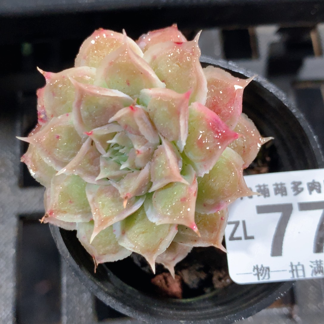 5CM拇指盆精控多肉ZL776