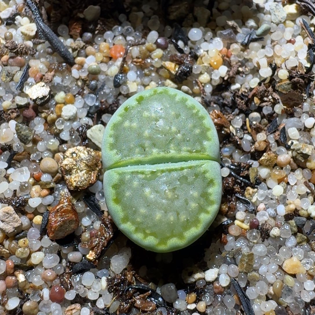 Ssss好看的便宜了352