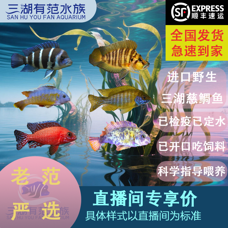 三湖慈鲷鱼水草鲜活观赏鱼非洲原生态精品三湖有范