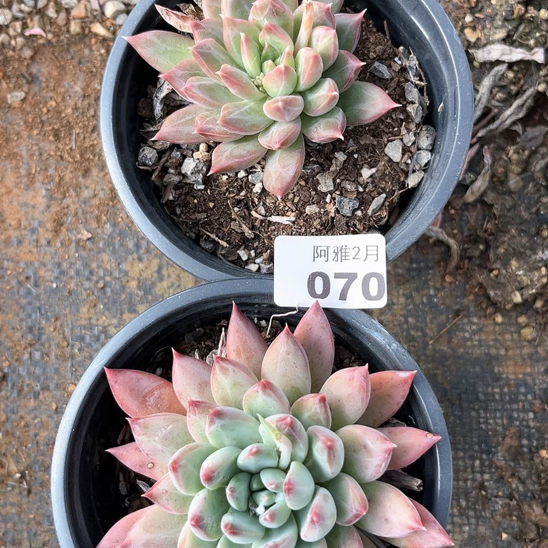 阿雅园艺。   070