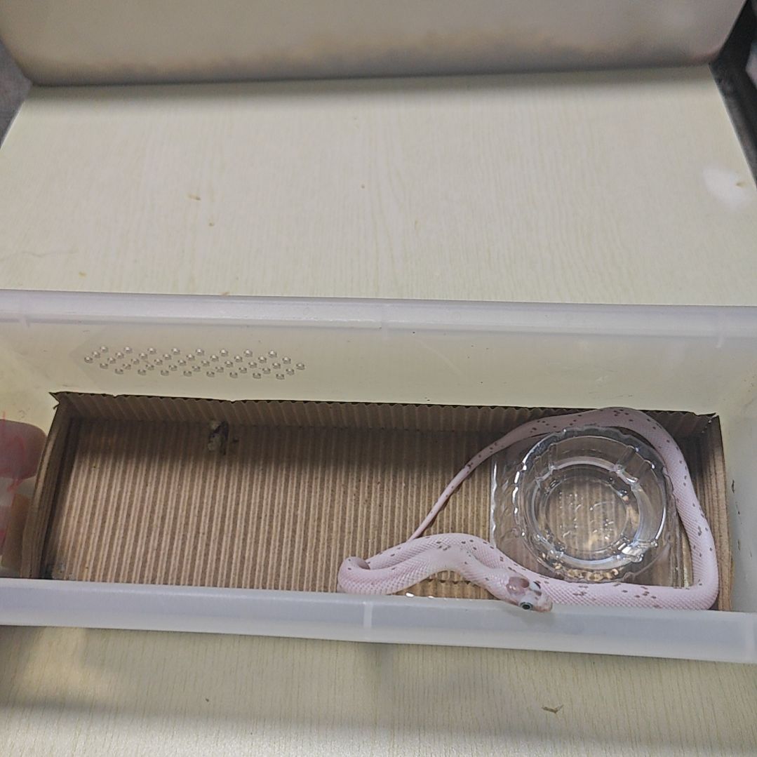 豹纹守宫碳黑棕榈公