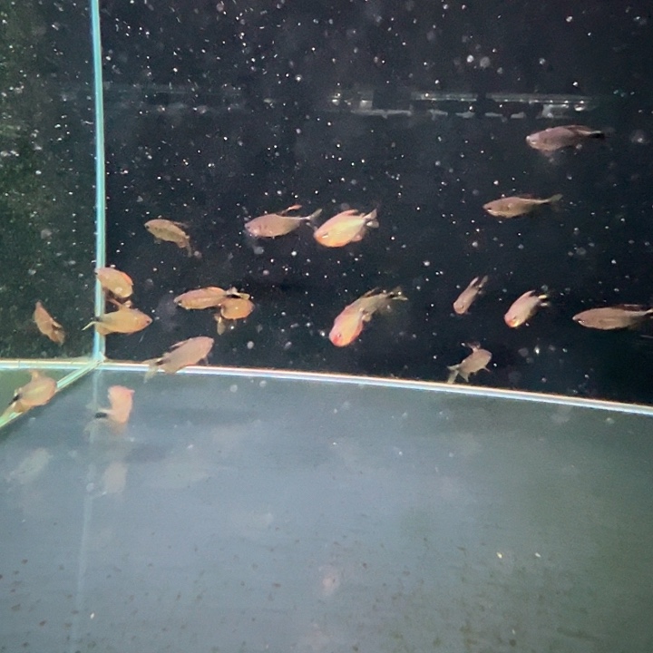 海水鱼枫蝴蝶凯蒂发色公2