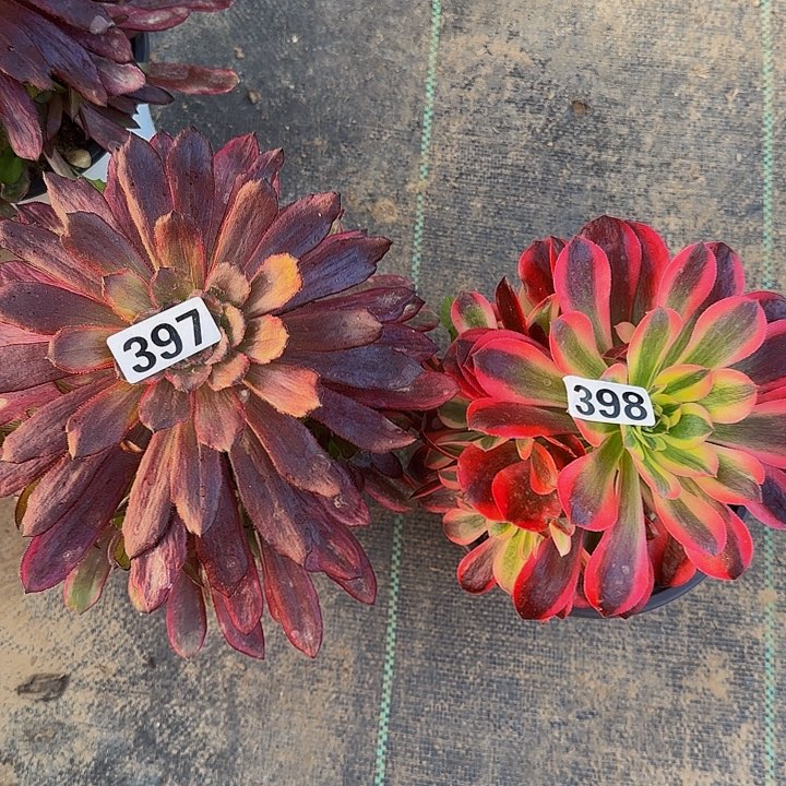 397紫霞  398白凤 小苗