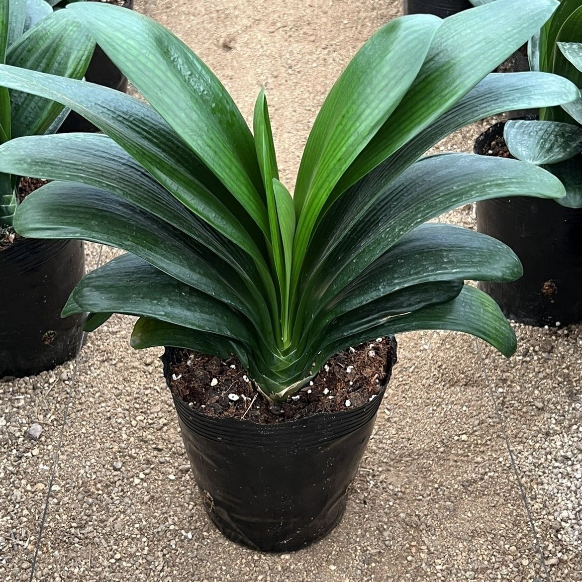 【当年开花】君子兰盆栽客厅绿植室内阳台花卉兰花苗四季常青植物