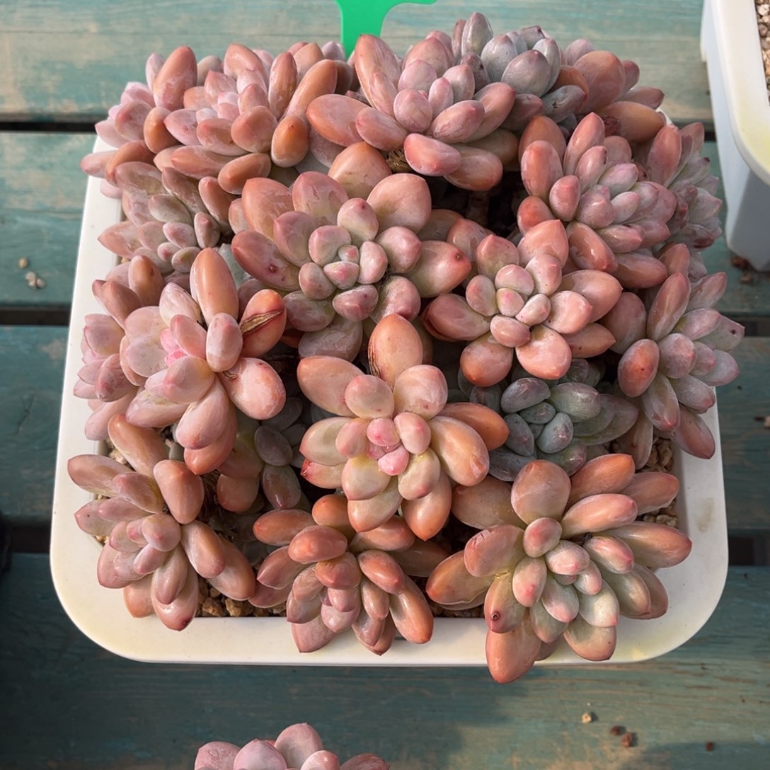 一物一拍多肉植物