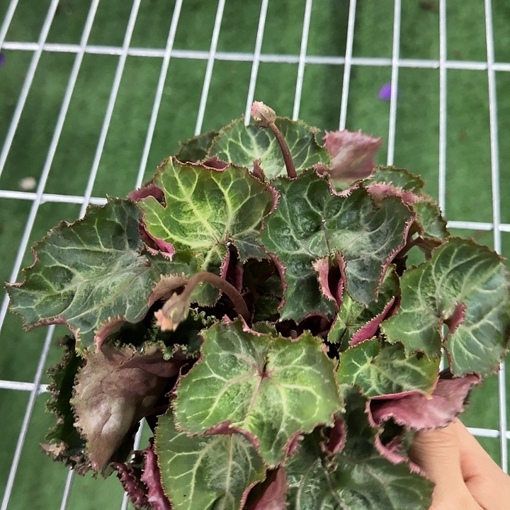 大部分花苞少量开放