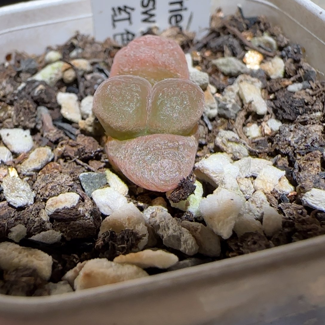 肉锥多肉植物百科-肯哈德1073