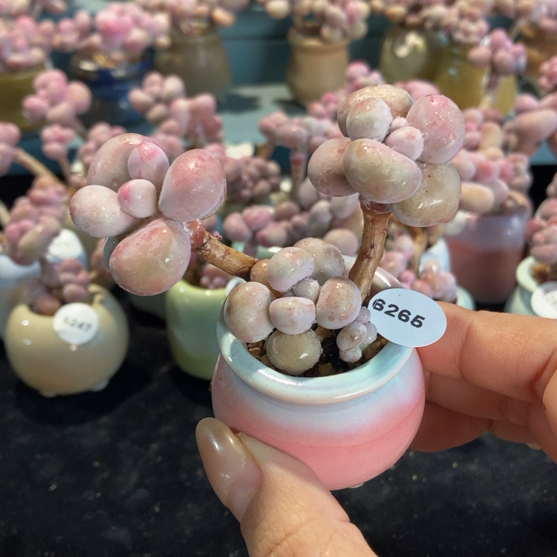 6265糖果腰子蛋带盆土