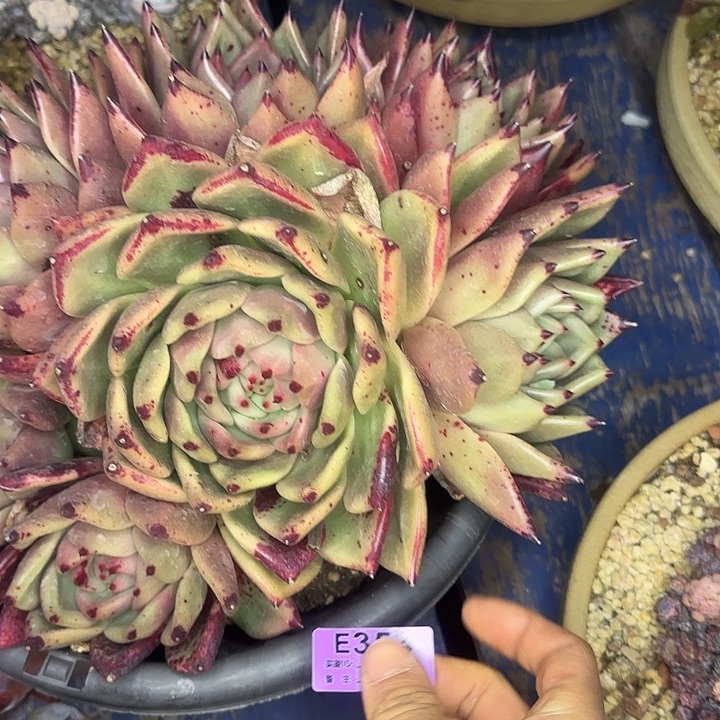 天***光乌木杂354 多肉植物一物一拍