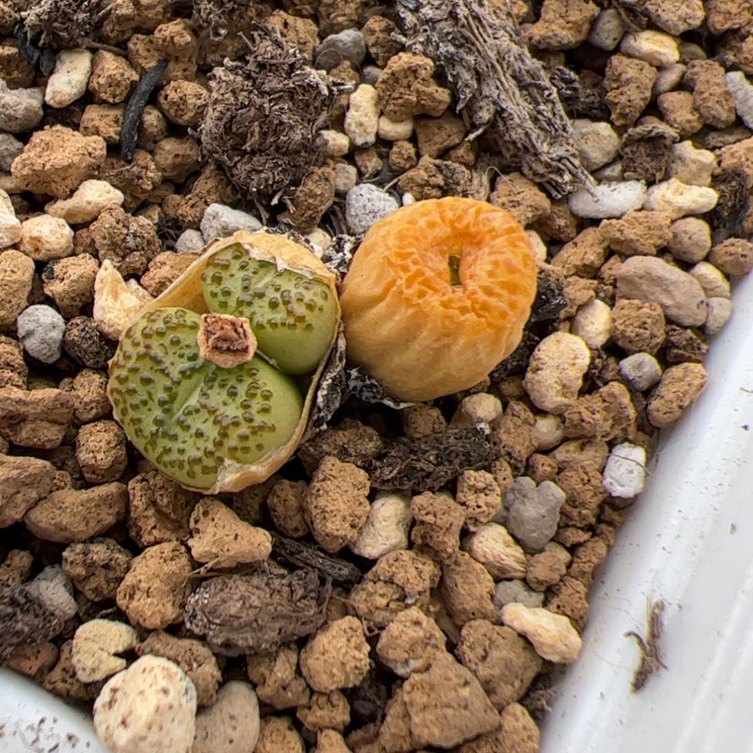 0131号 火龙果 安贞多肉植物