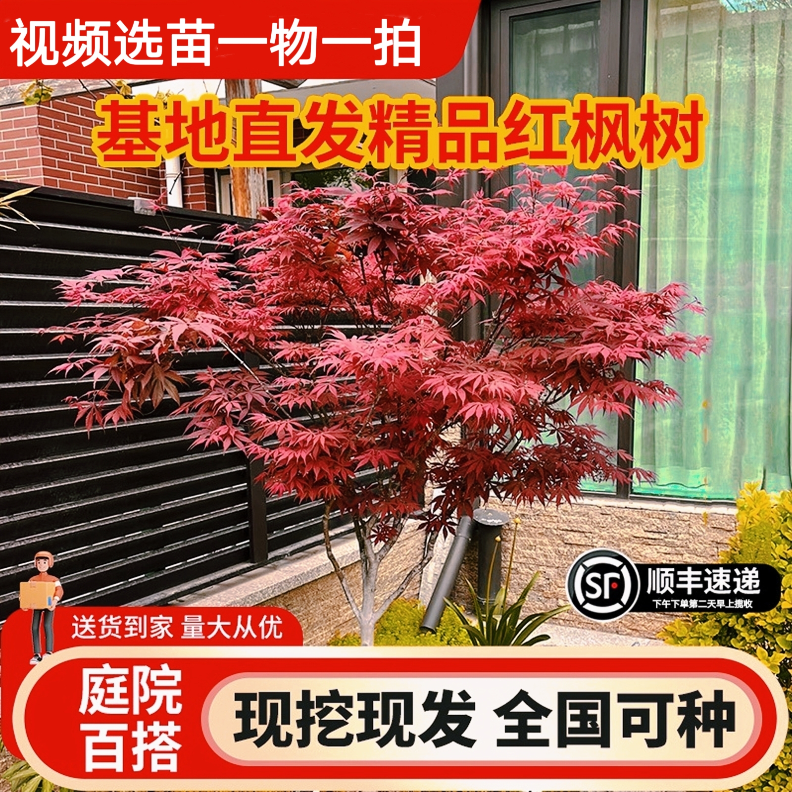 红枫精品进口品种景观造型庭院三季四季