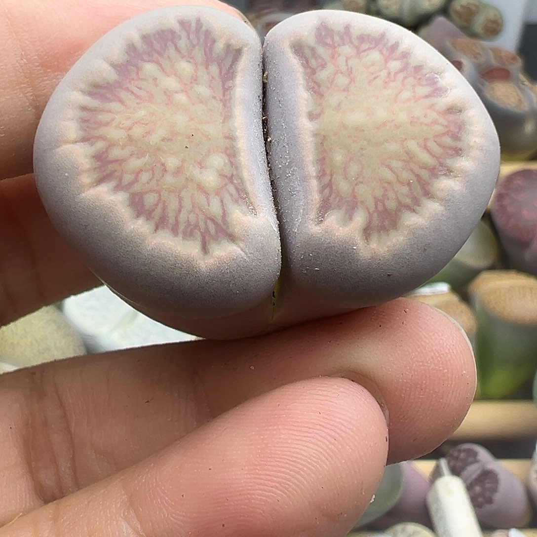 259大美菊福利清1111111