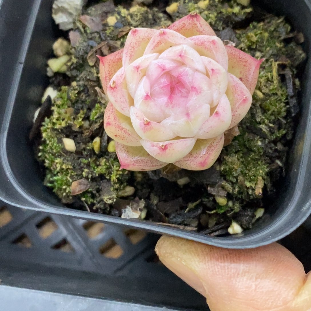 精品多肉一物一拍不包整143