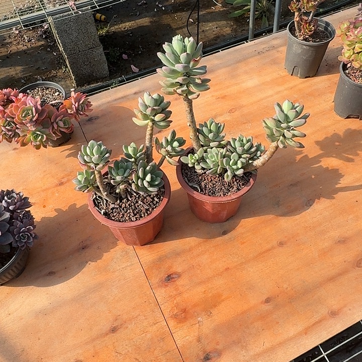 老***山多肉植物一物一拍老枝