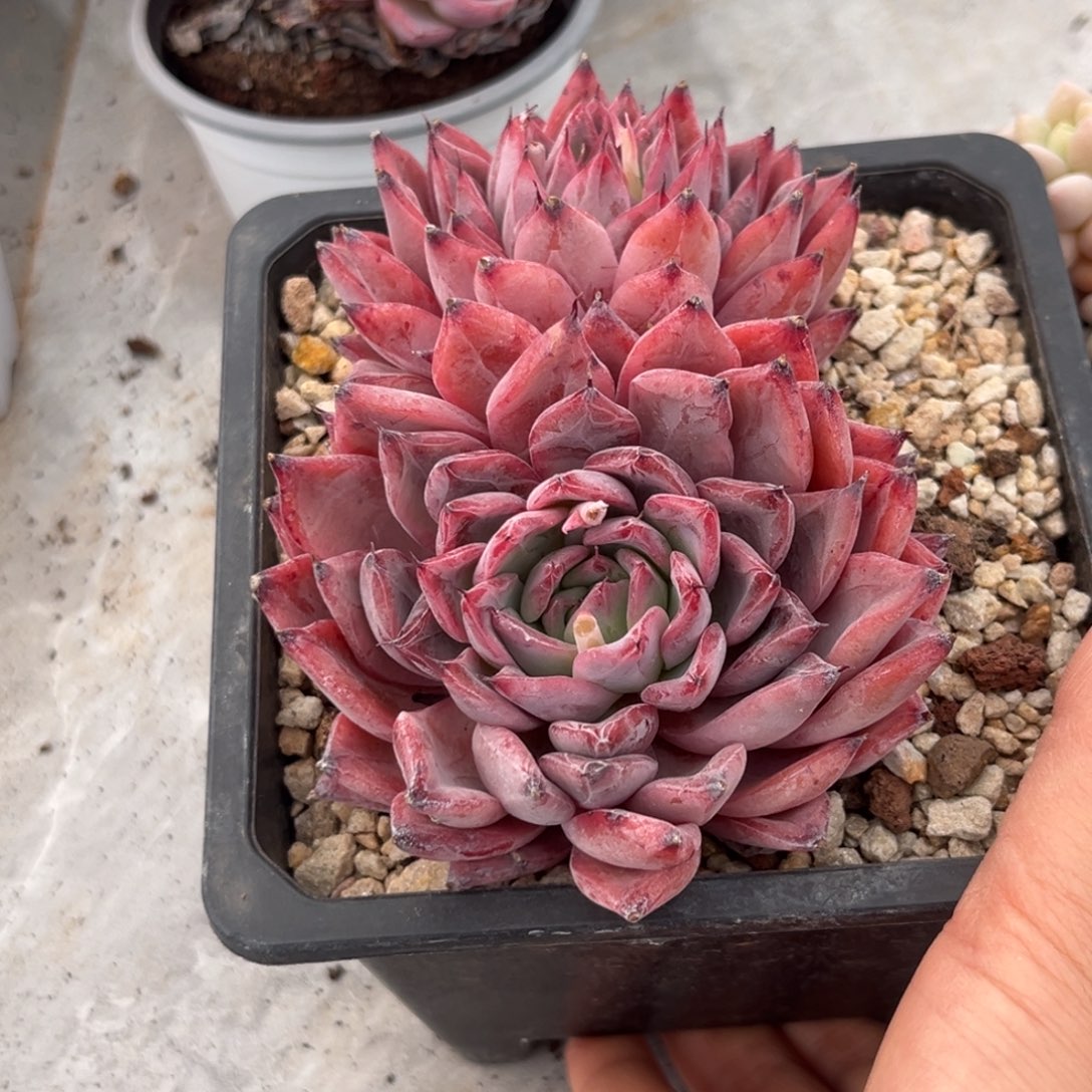 暗纹系黑天鹅大双头满35包邮
