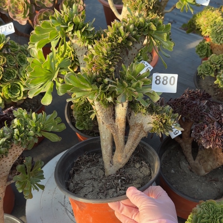 葵***花多肉植物原始缀880