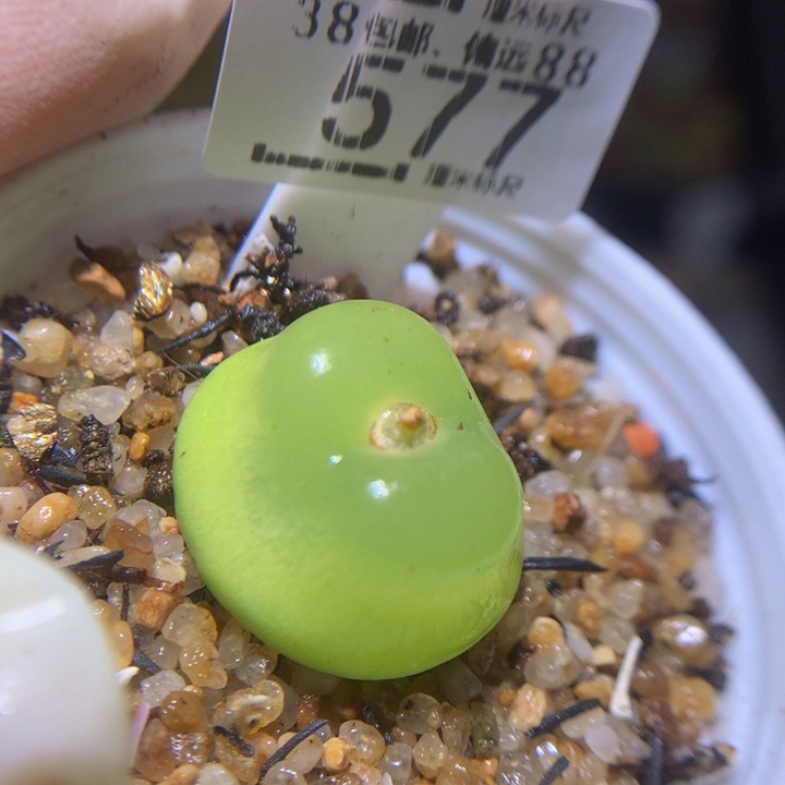zz精品生石花577五年
