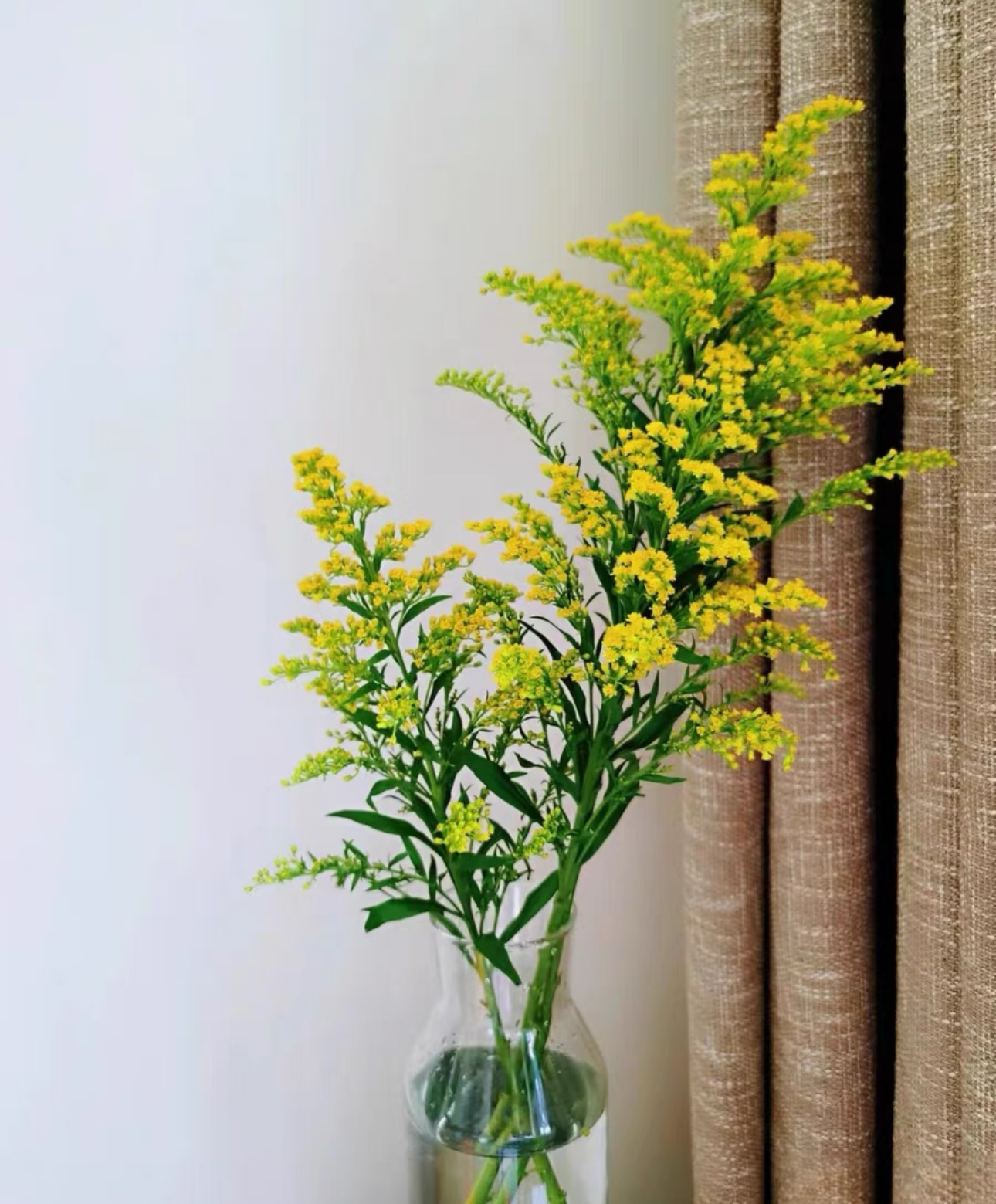 【黄莺草】 登高草 收到鲜花第一时间醒花 云南爆品鲜花