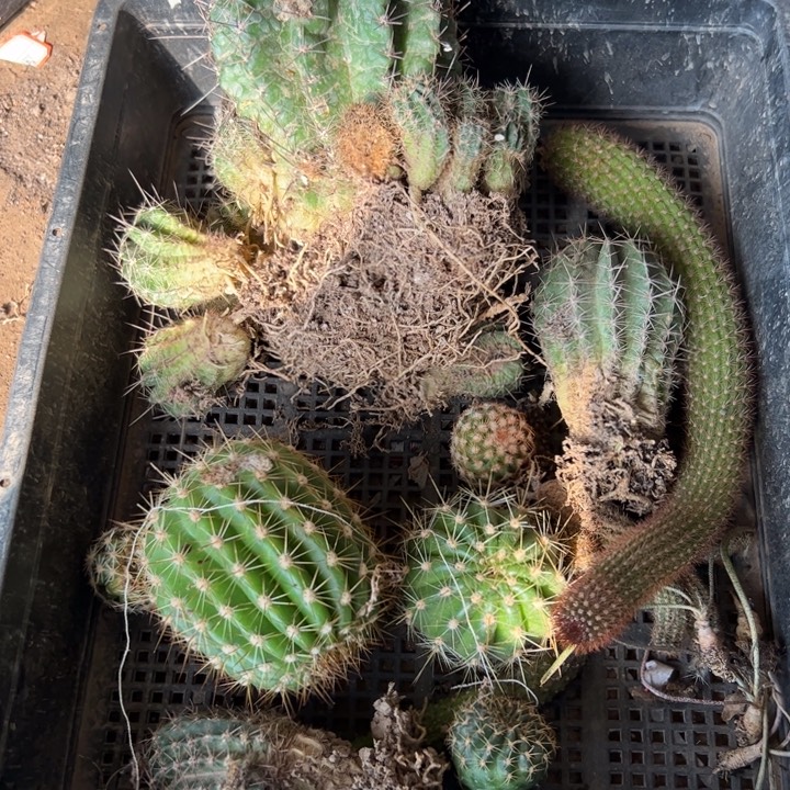 60框拍歪小斑伤无根侧芽无售后