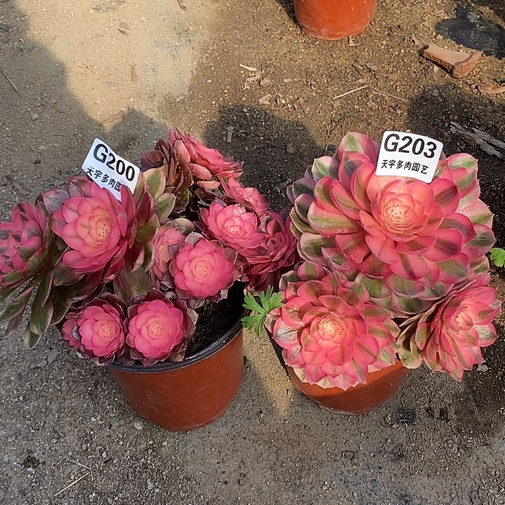 多肉植物套餐特价200。203