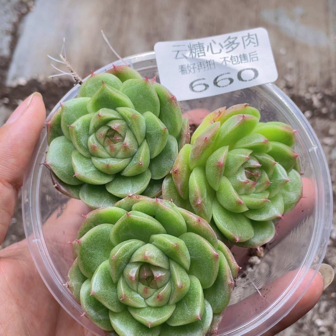 云糖心多肉植物660