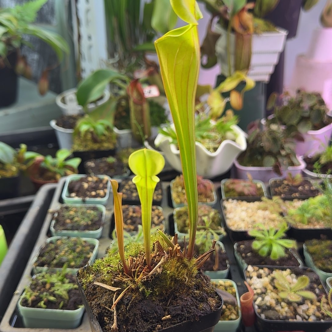 无花朵华丽黄瓶SF6