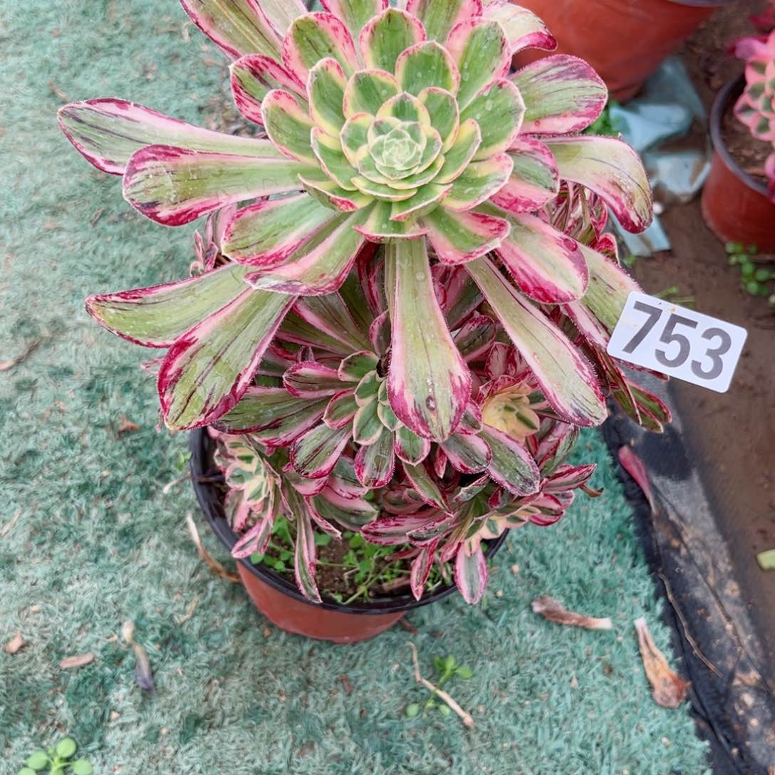 753V锦锦多肉法师