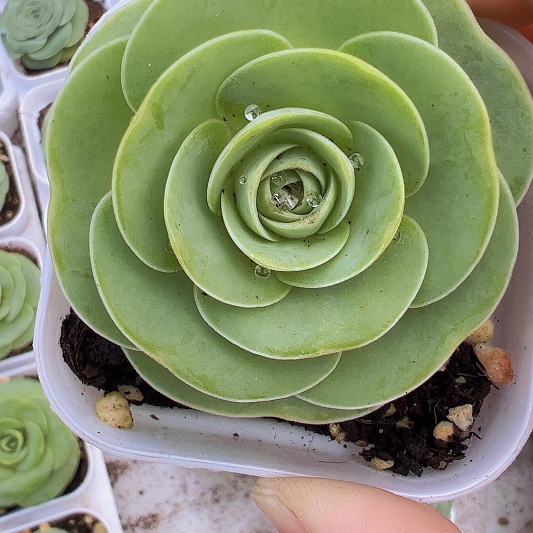 白玉鸡蛋19包邮多肉zwq