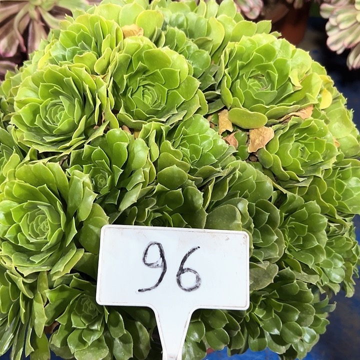 多肉植物绿羊绒法师