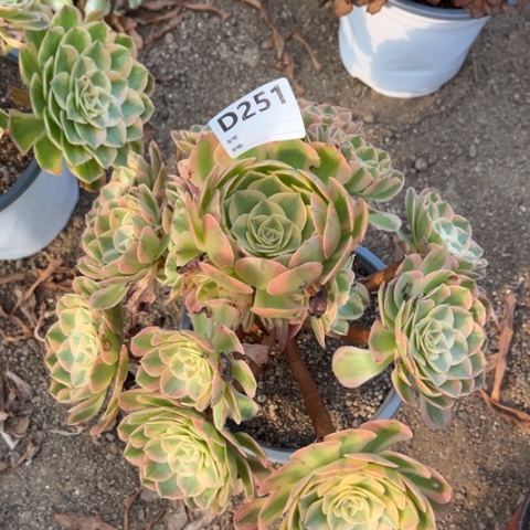多肉植物火龙果二五一