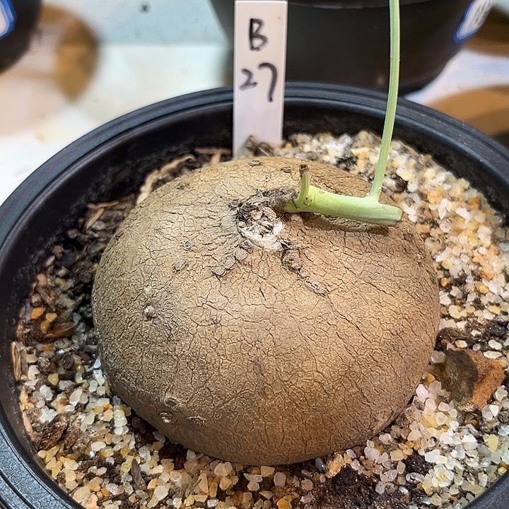 汤圆植物素可泰B27