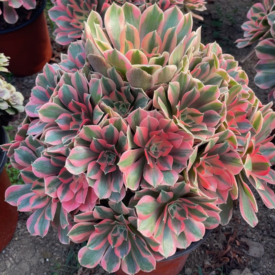 677粉女妖精品法师老桩