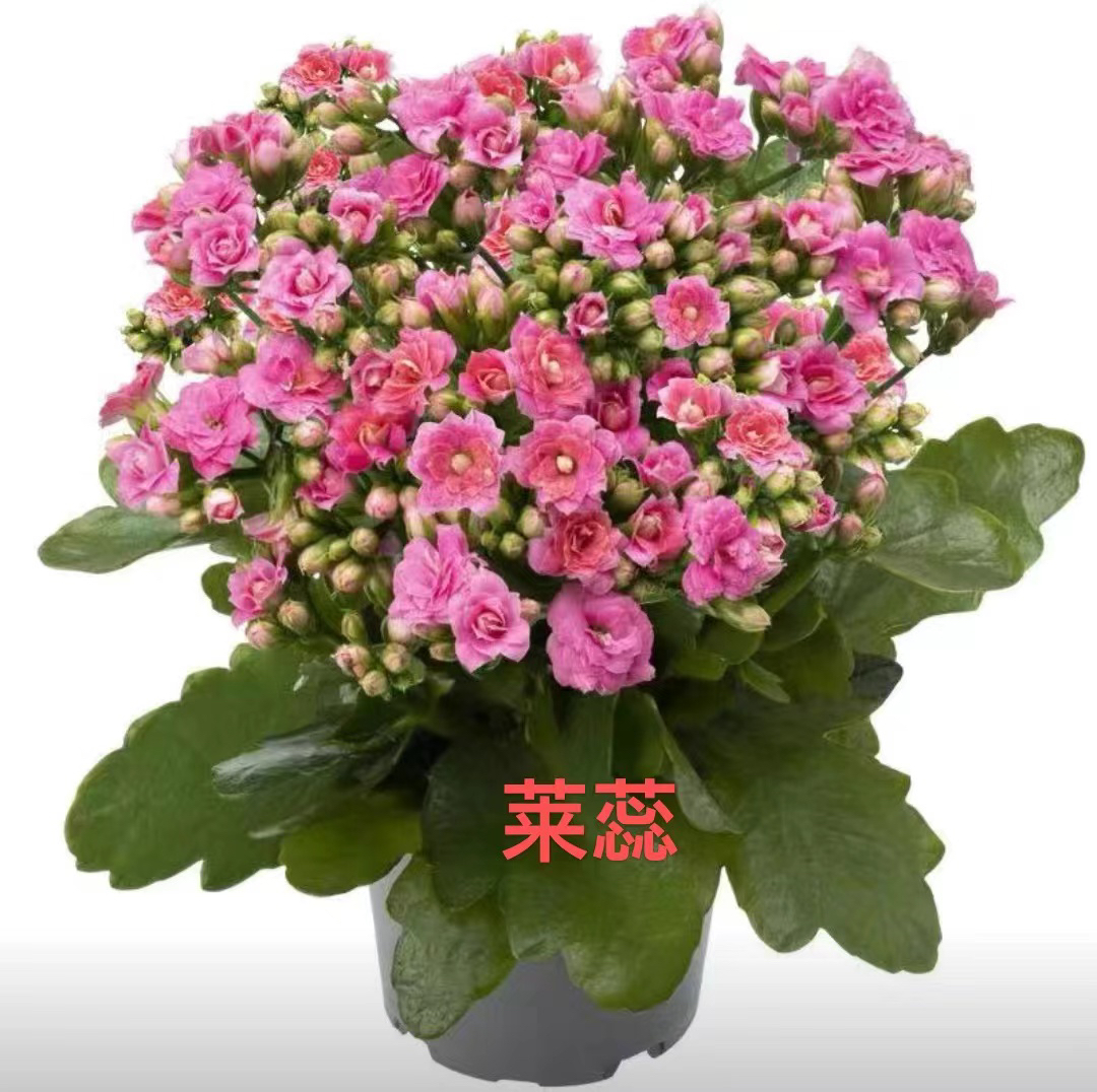 （莱蕊)130口径盆，一盆，两盆包邮