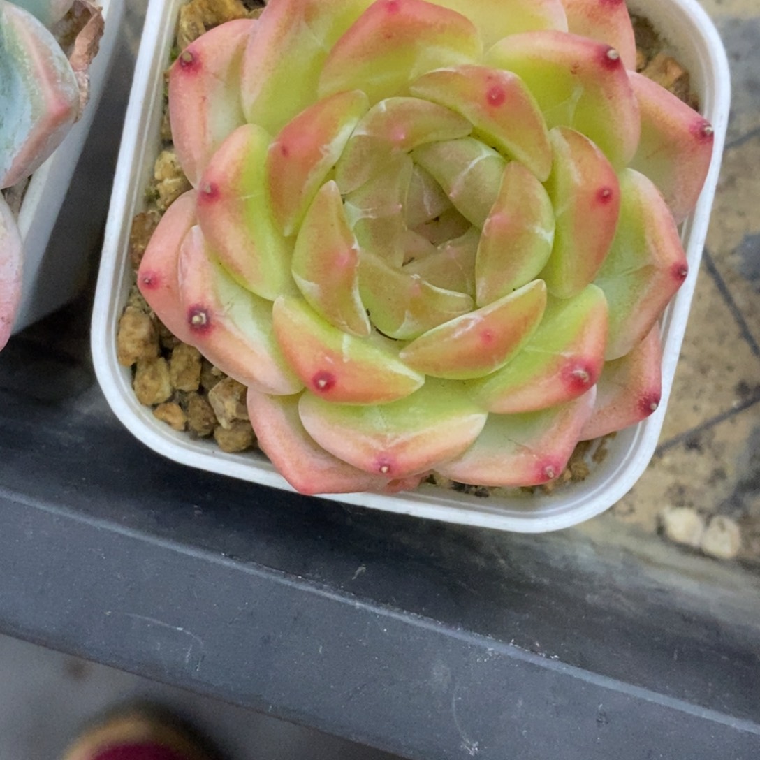 精品多肉一物一拍不包整391