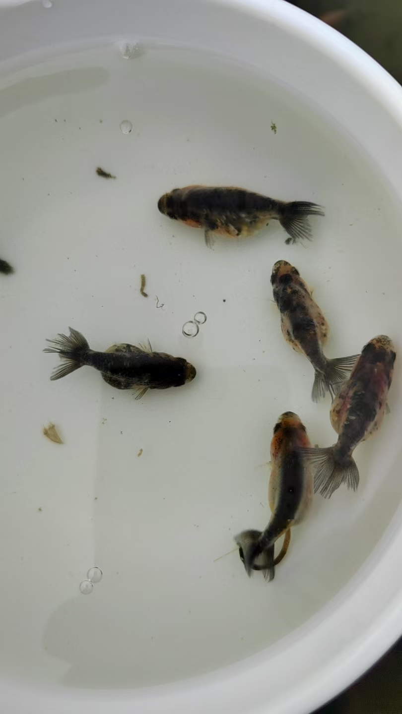 渔场直销泰师兰寿玛丽鱼苗亚成期鱼苗顺丰包邮紫红两点鲫