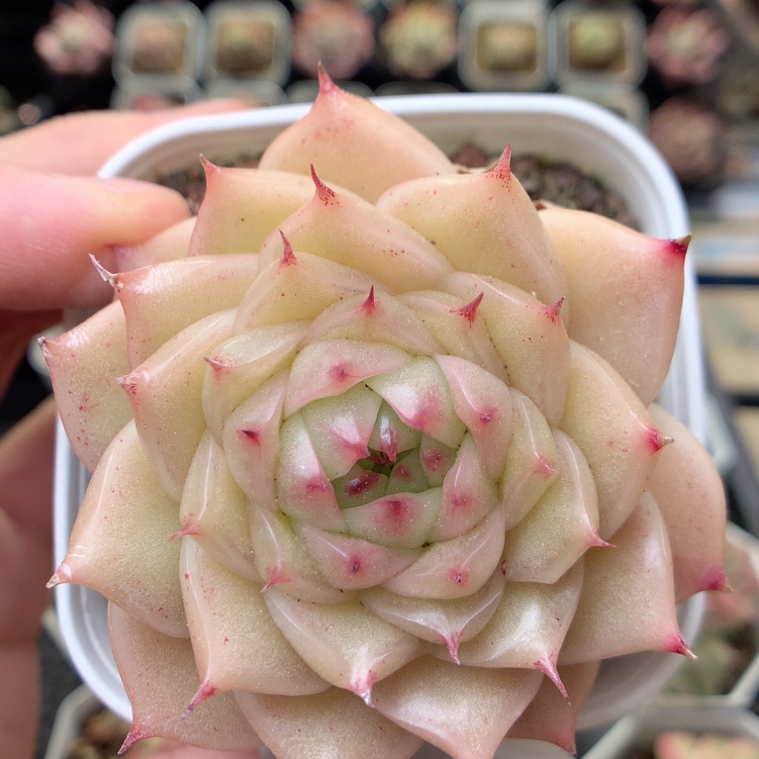 G86 ，20包邮两天凑单偏远不发货