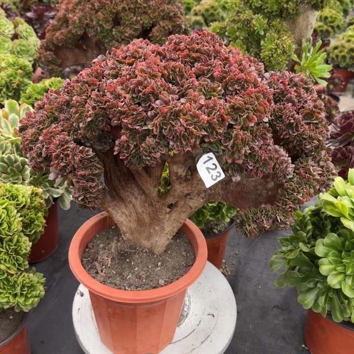 x***x多肉植物玫瑰缀123