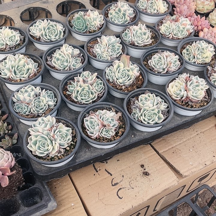 玉碟锦3头4头18.8一盆