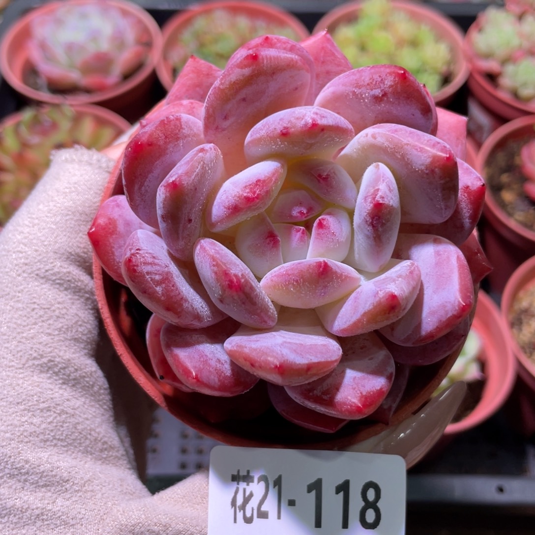 花利美21-118橙梦露