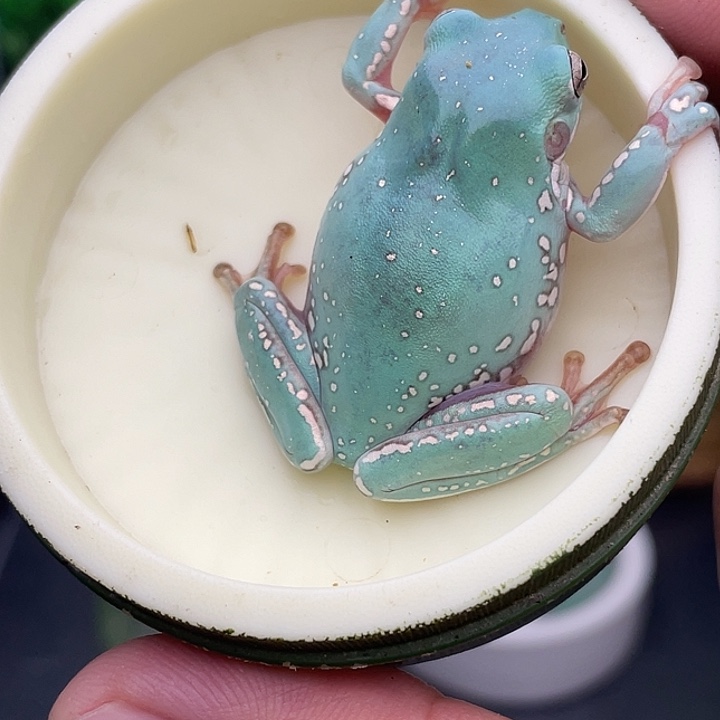 老爷树蛙8号4.6厘米马卡龙