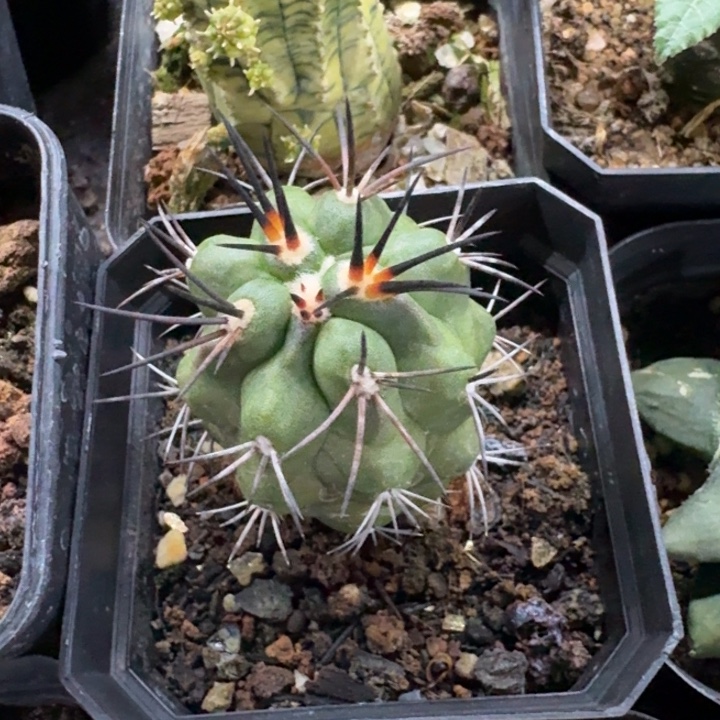 阎罗玉实生仙人球 