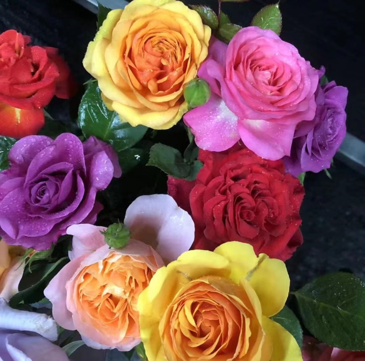 一物一拍1加仑盆【混色棒棒糖】四季开花月季 庭院阳台盆栽观赏花卉