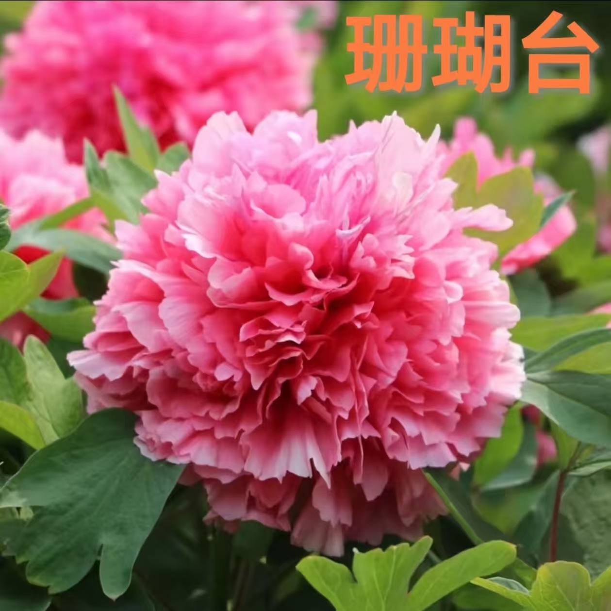 [珊瑚台]牡丹粉色系观赏牡丹花苗 牡丹裸根苗 庭院阳台种植花卉