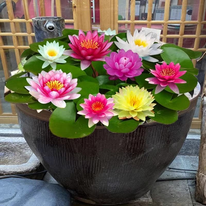 池塘睡莲花鱼缸睡莲根块四季花卉盆栽水培植物阳台庭院大睡莲花苗