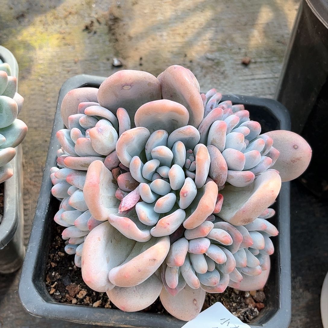 香水小群生18017