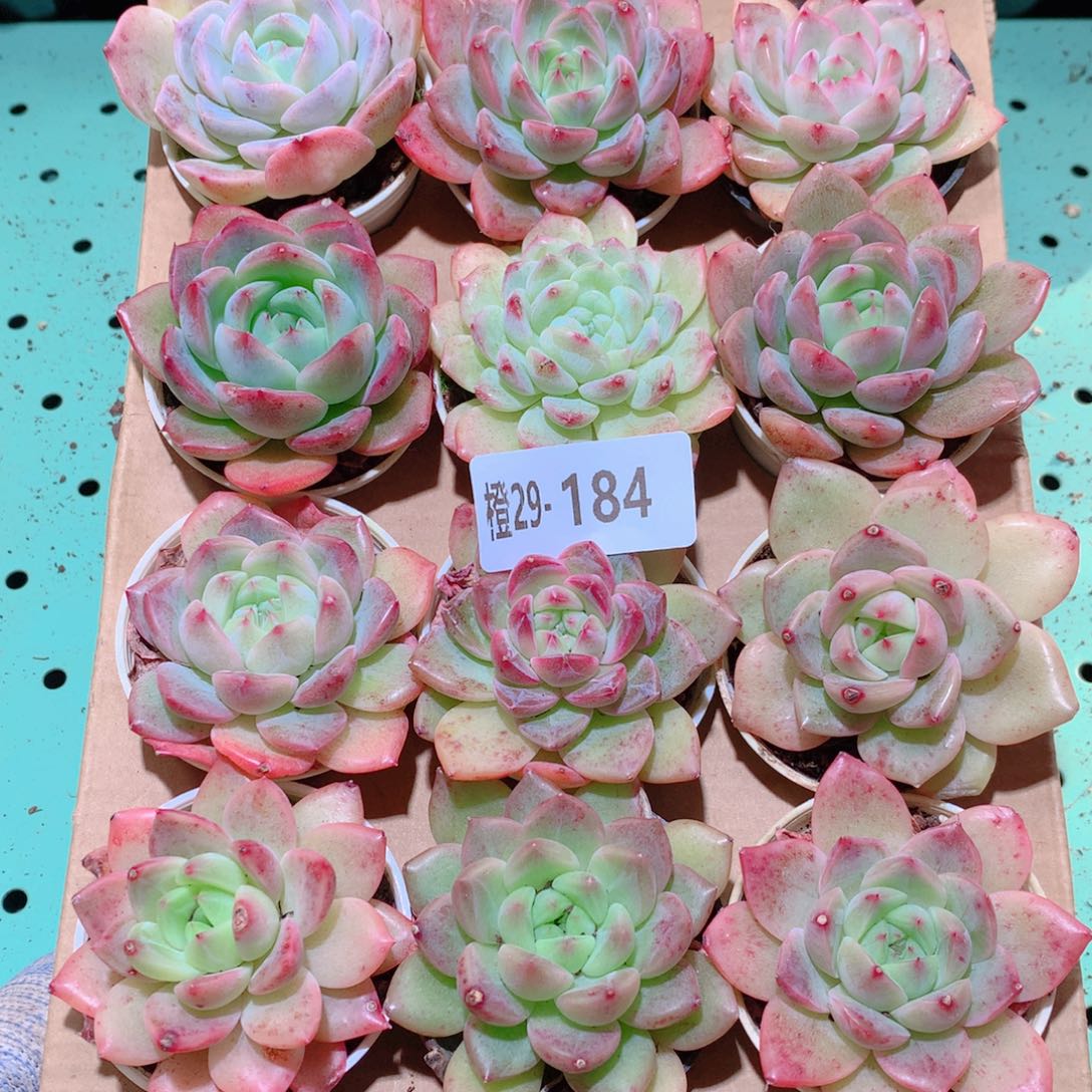 29-184一物一拍多肉带盆18颗