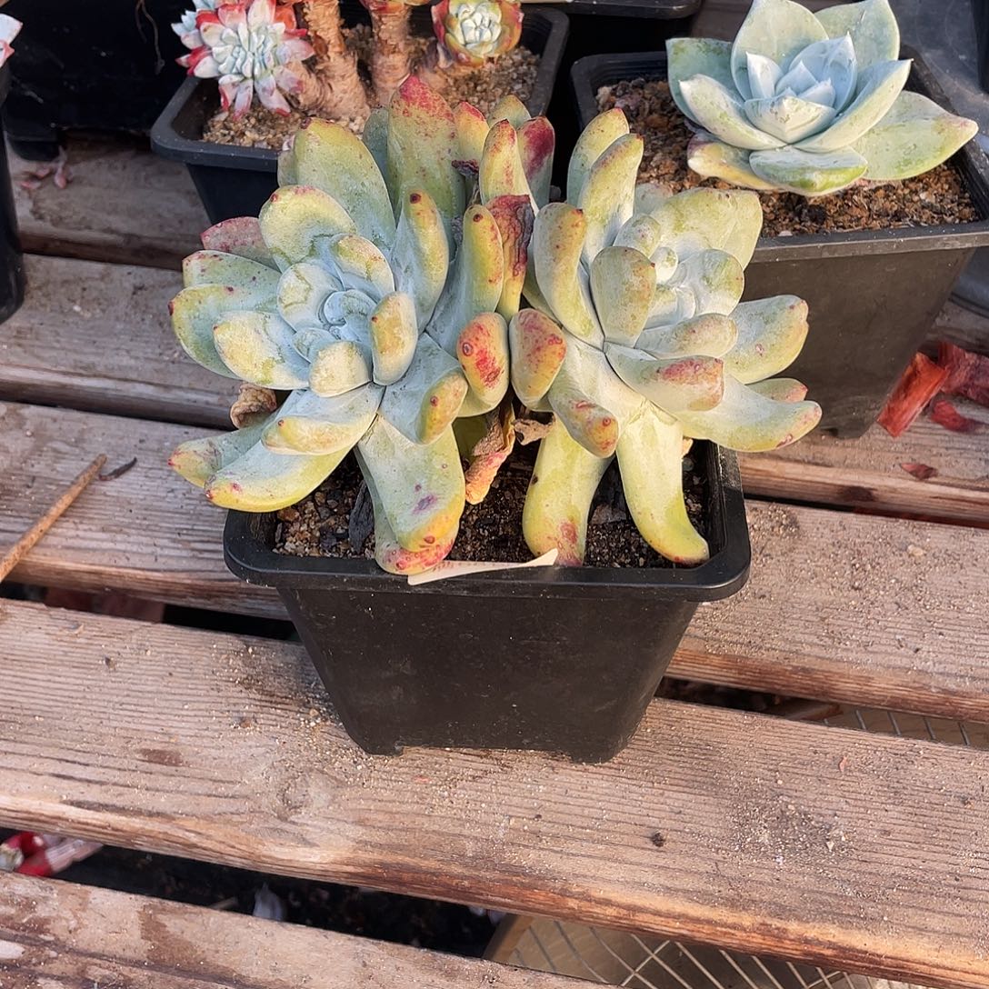 晨溪园艺仙女杯呀