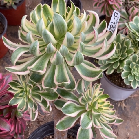 168青莲满25包邮多肉