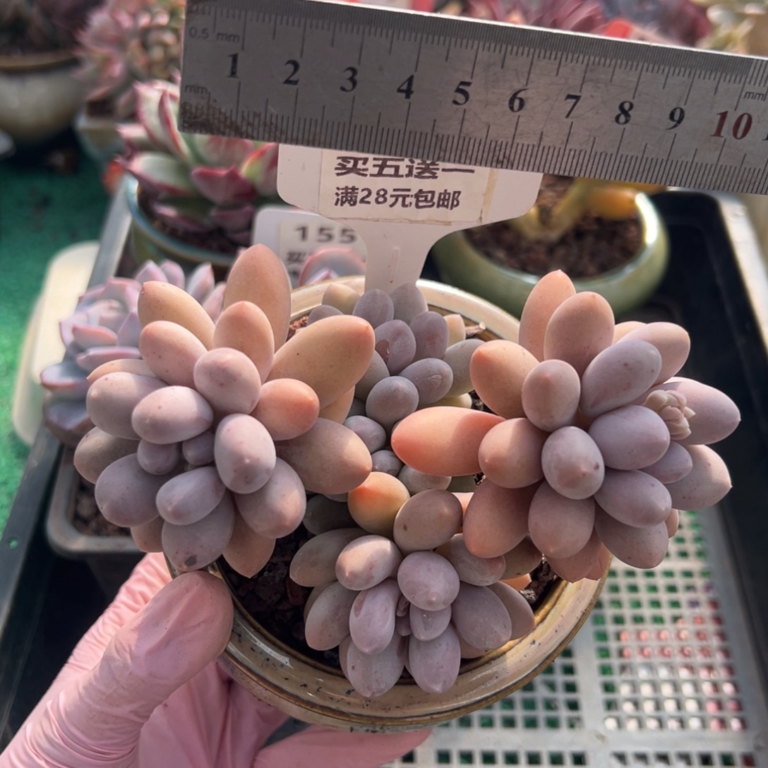 表妹精品多肉植物139.