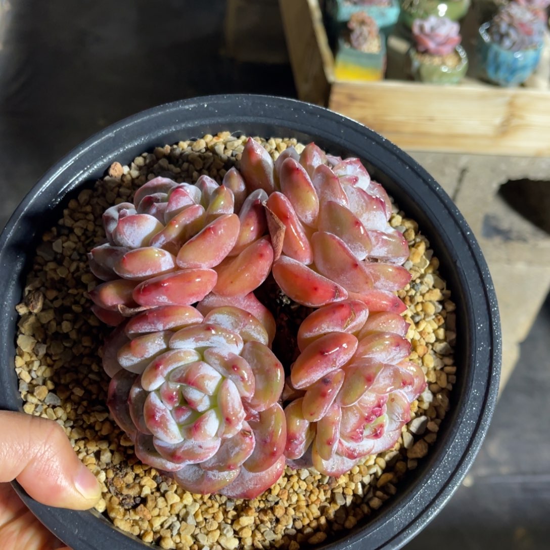 一物一拍不支持退换